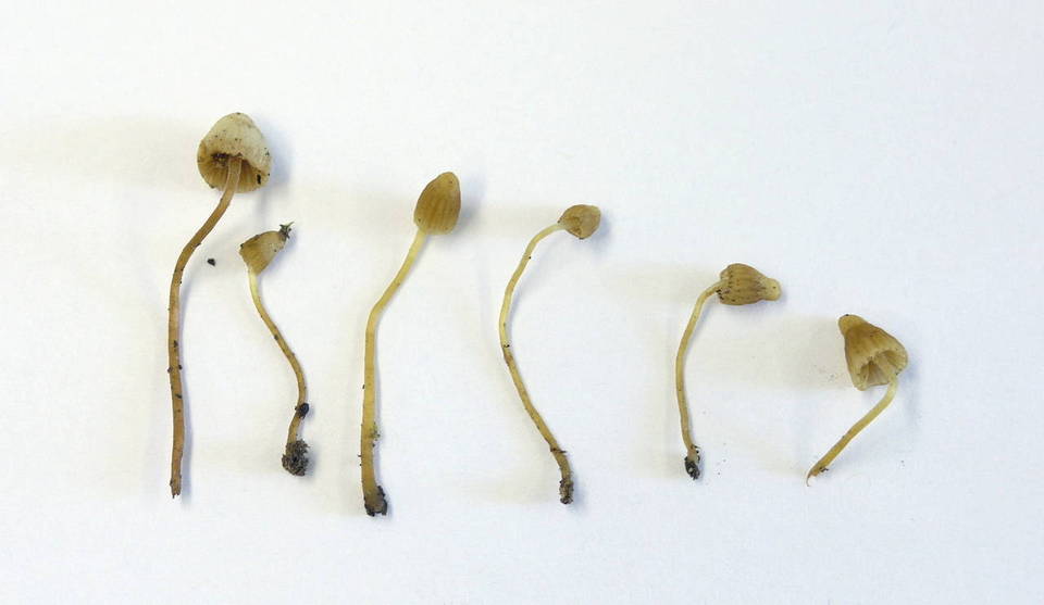 Galerina sahleri image