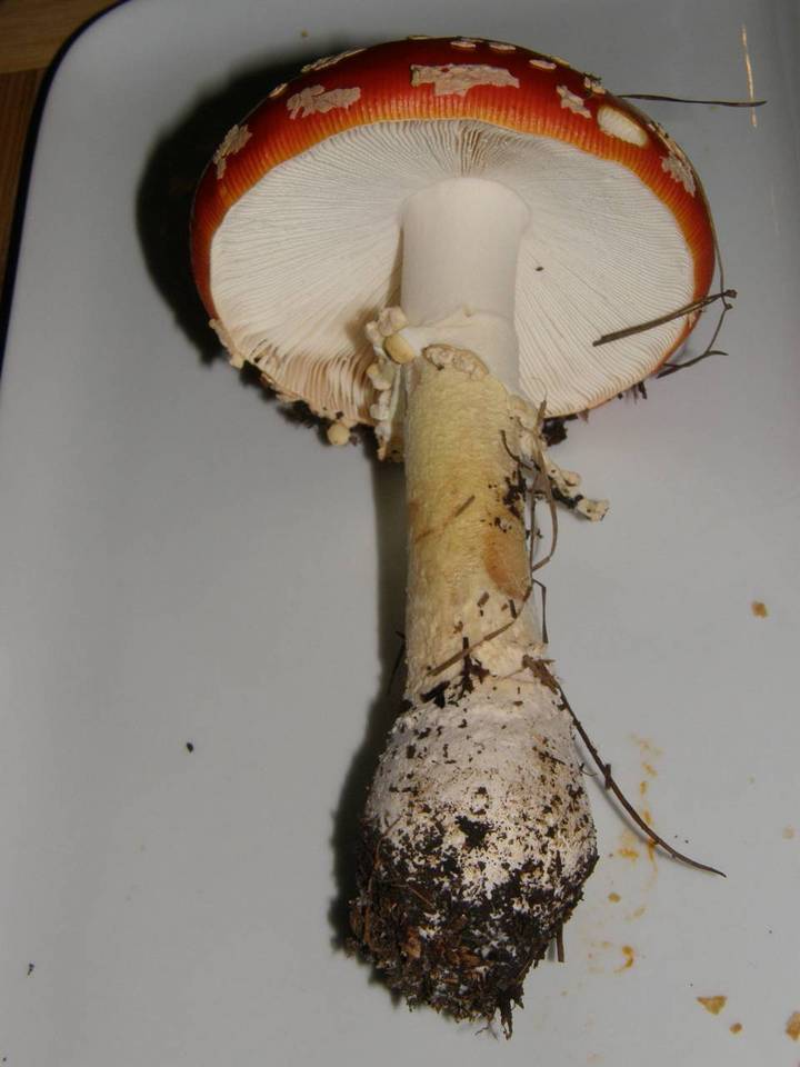 Amanita amerimuscaria image