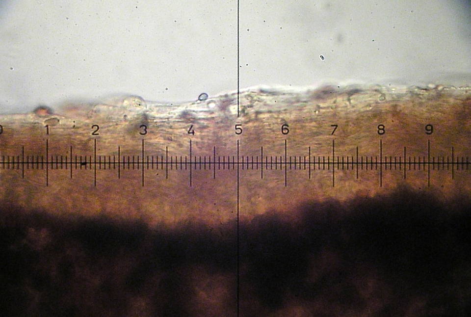 Galerina sahleri image