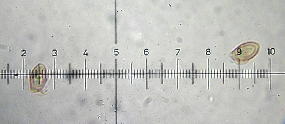 Galerina sahleri image
