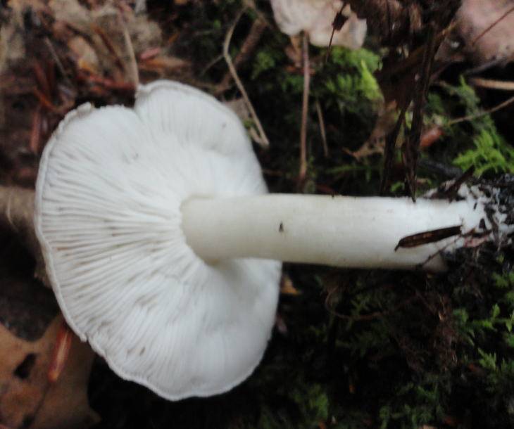 Tricholoma scalpturatum image