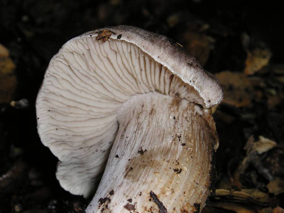 Tricholoma atroviolaceum image