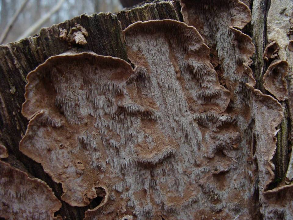 Fuscocerrena portoricensis image