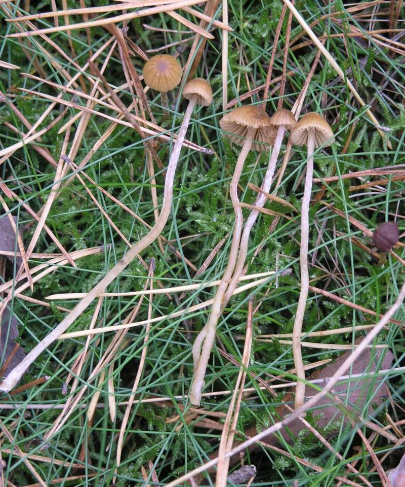 Galerina cephalotricha image