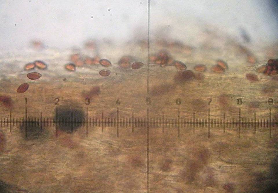 Galerina cephalotricha image