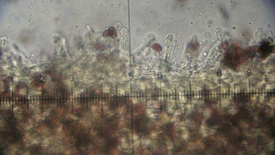 Galerina cephalotricha image