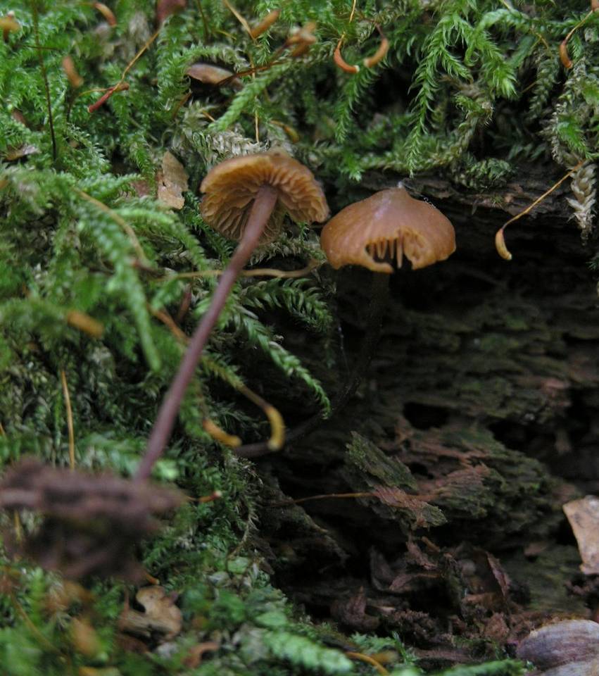 Galerina triscopa image