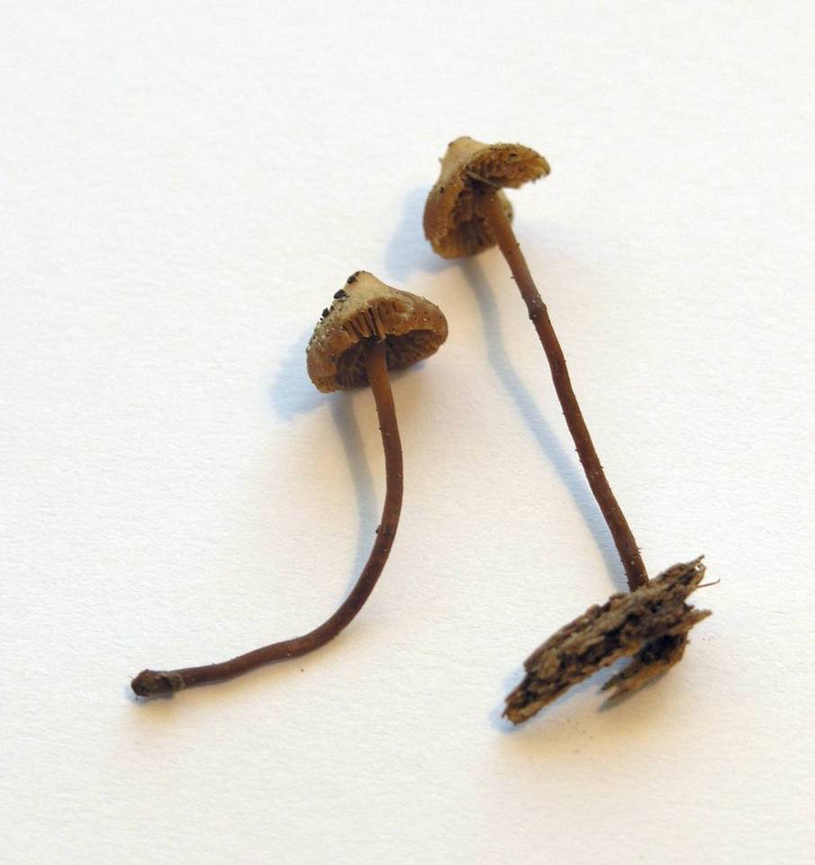 Galerina triscopa image