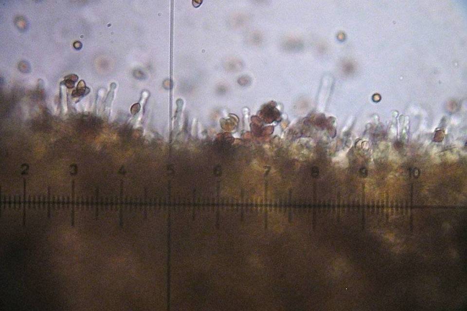 Galerina triscopa image
