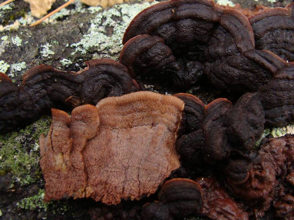 Punctularia strigosozonata image