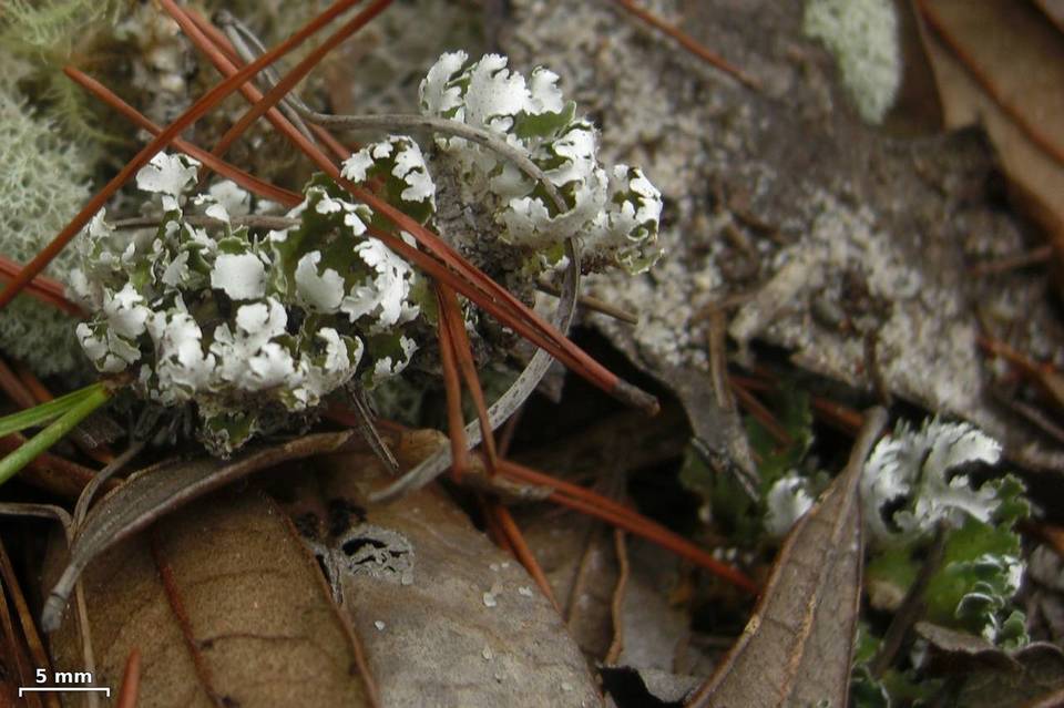 Cladonia prostrata image