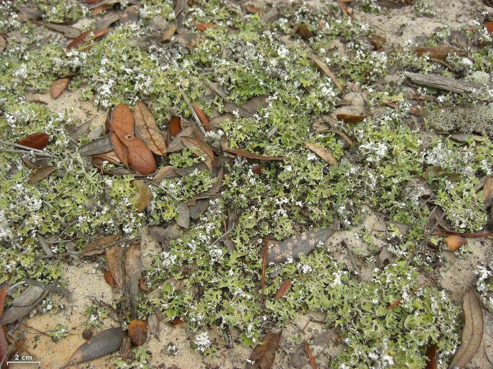 Cladonia prostrata image