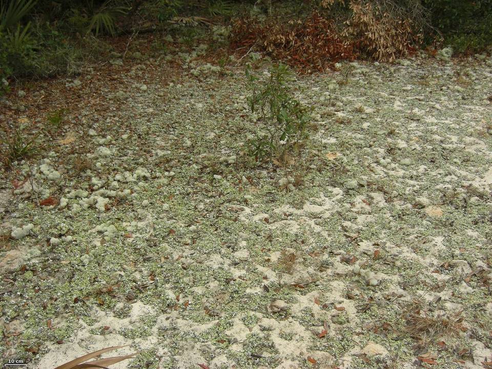 Cladonia prostrata image