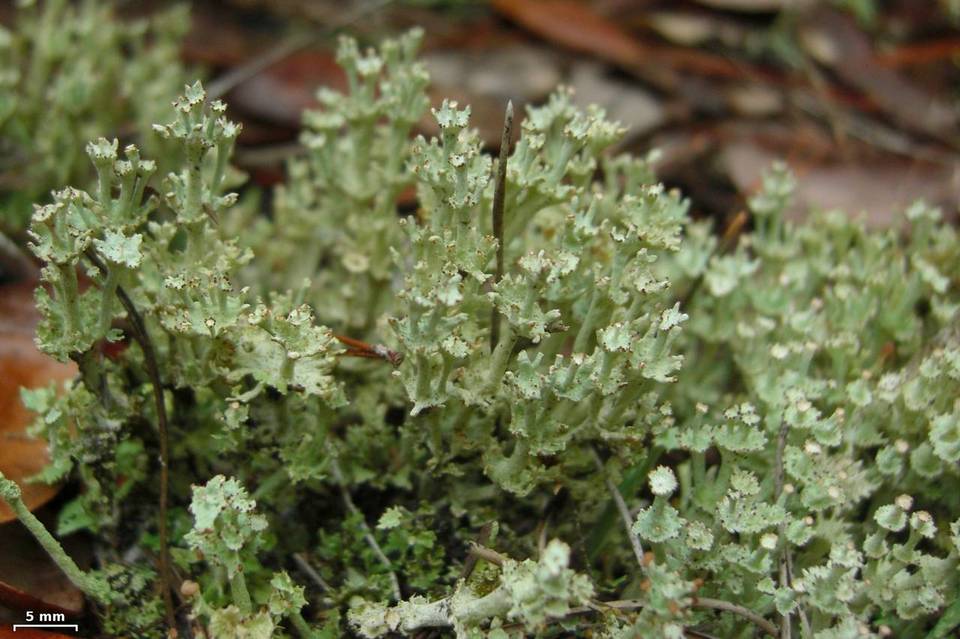 Cladonia rappii var. exilior image