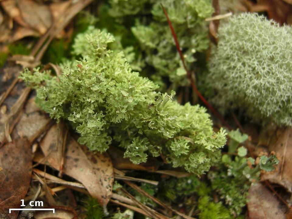 Cladonia rappii var. exilior image