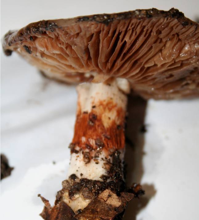 Cortinarius glutinosoarmillatus image