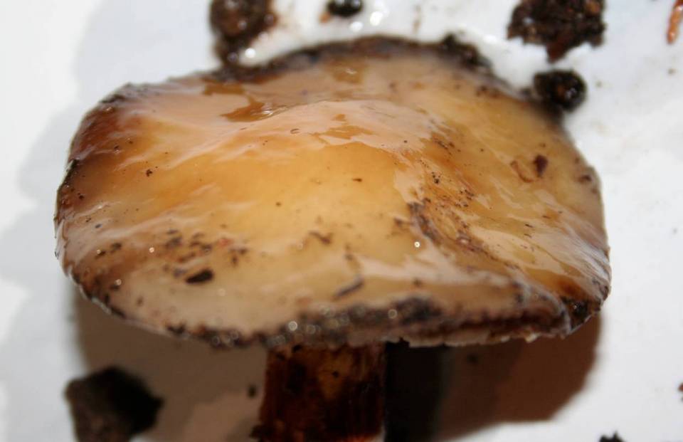 Cortinarius glutinosoarmillatus image