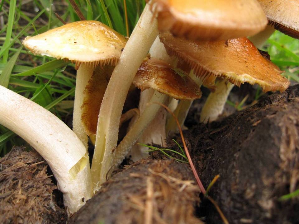Bolbitius incarnatus image