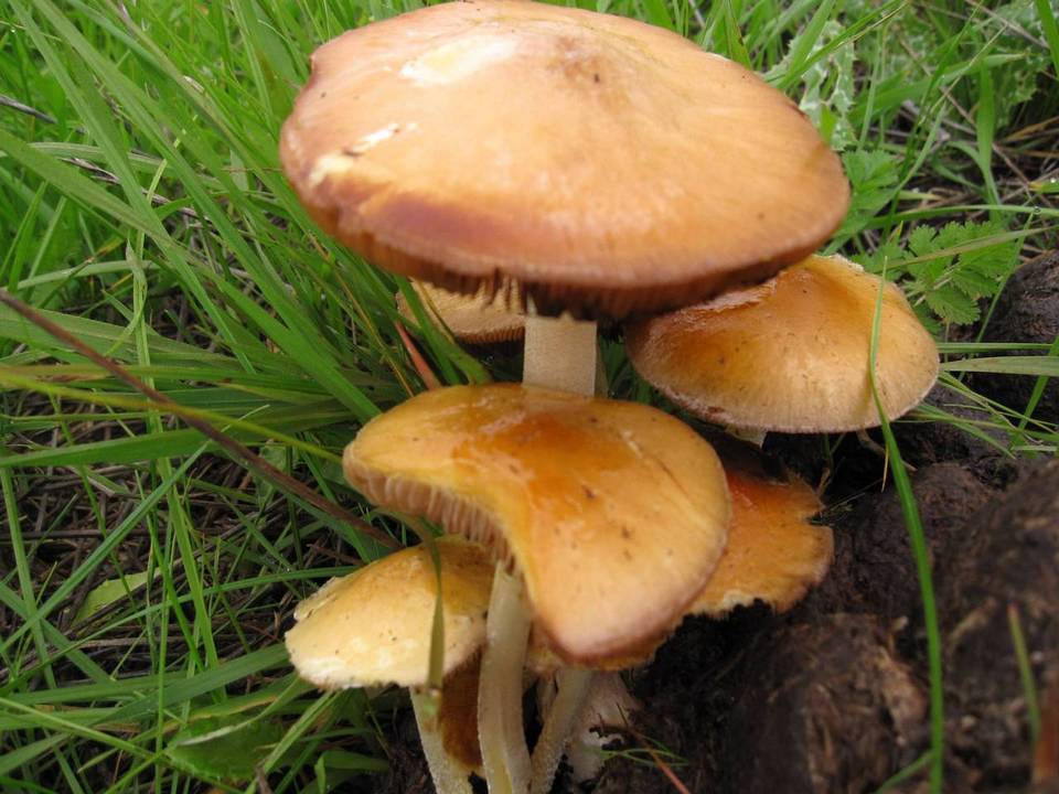 Bolbitius incarnatus image