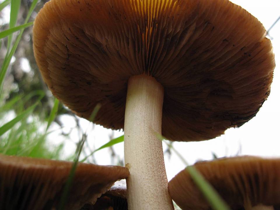 Bolbitius incarnatus image