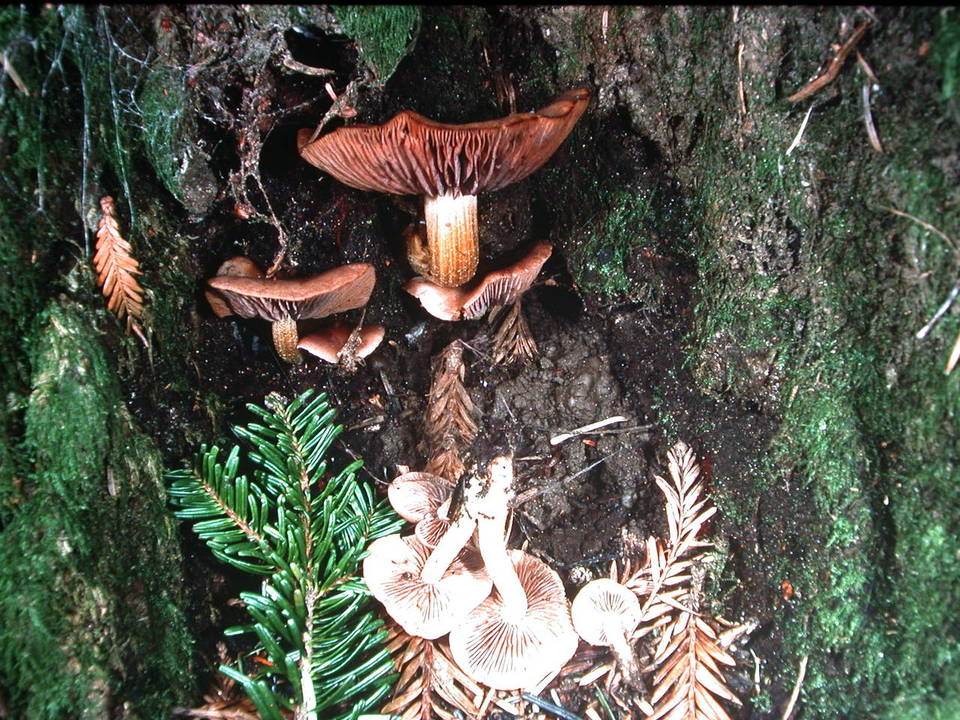 Psathyrella polycephala image