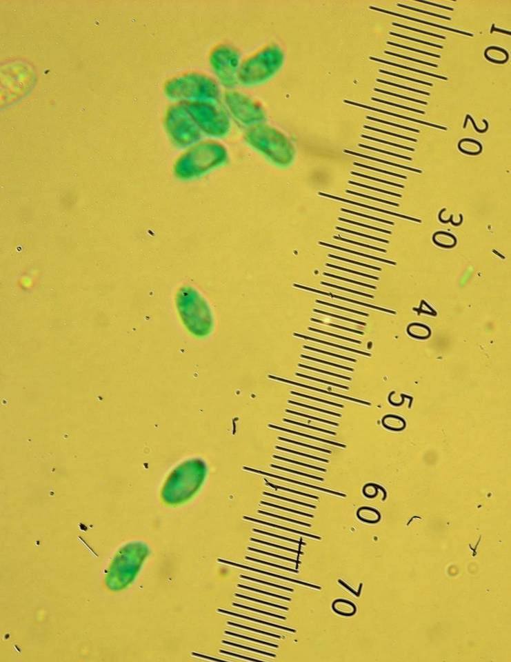 Clitocybe plana image