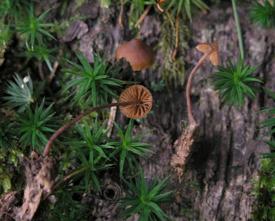Galerina triscopa image