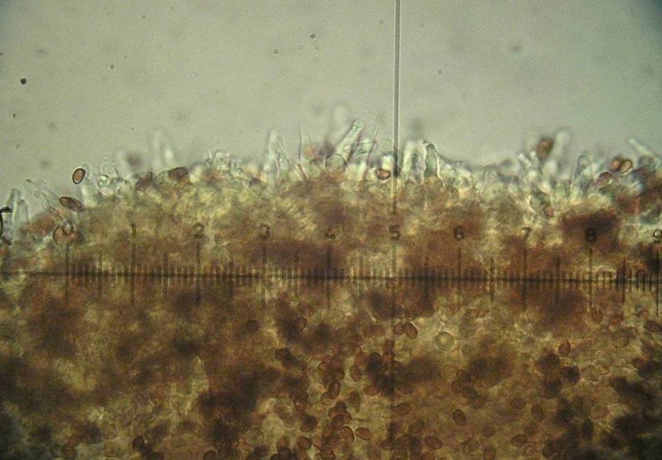 Galerina triscopa image