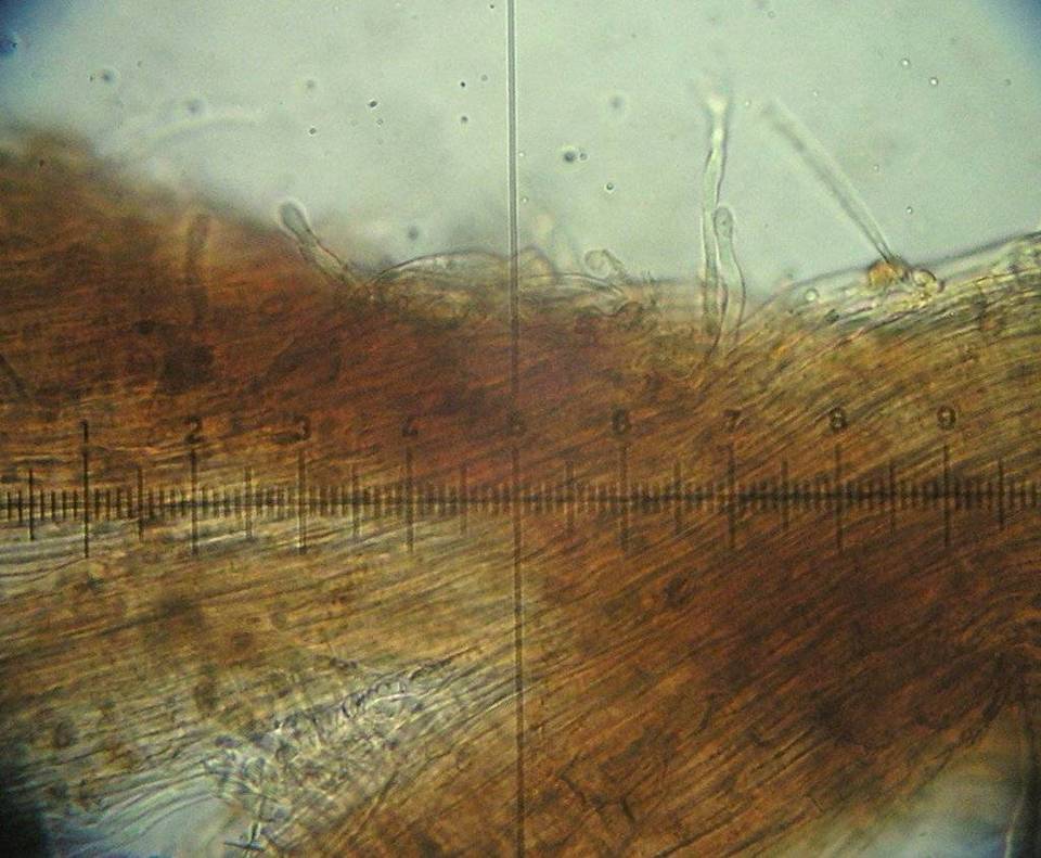 Galerina triscopa image