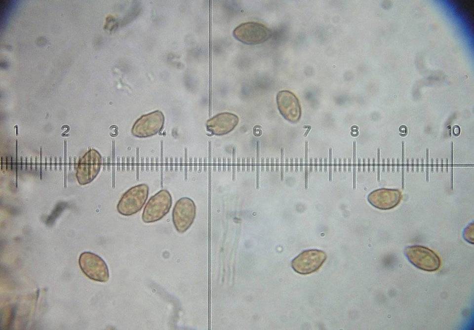 Galerina triscopa image