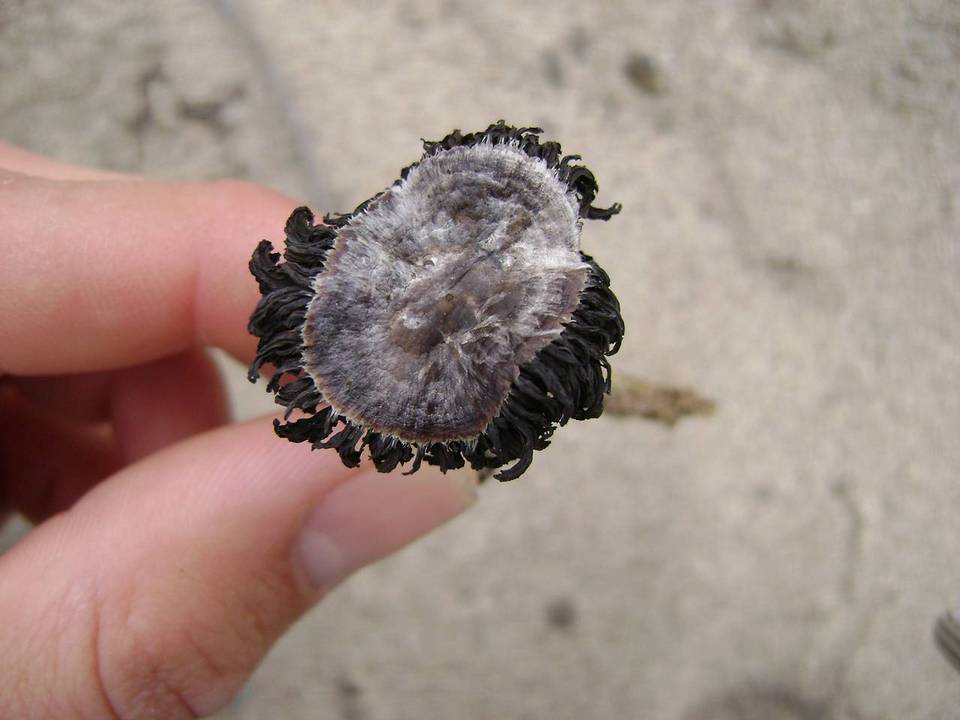 Agaricus zelleri image
