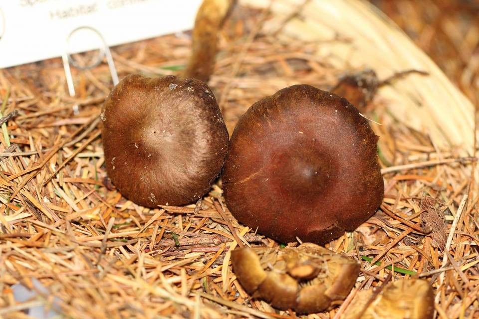 Dermocybe cascadensis image