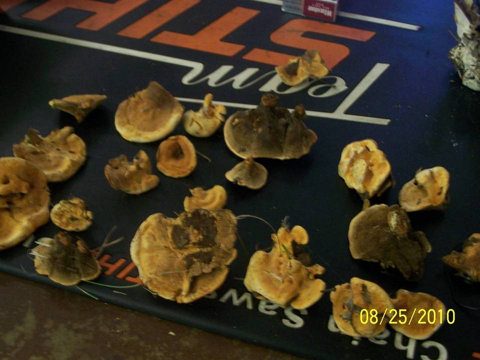 Hydnellum complicatum image