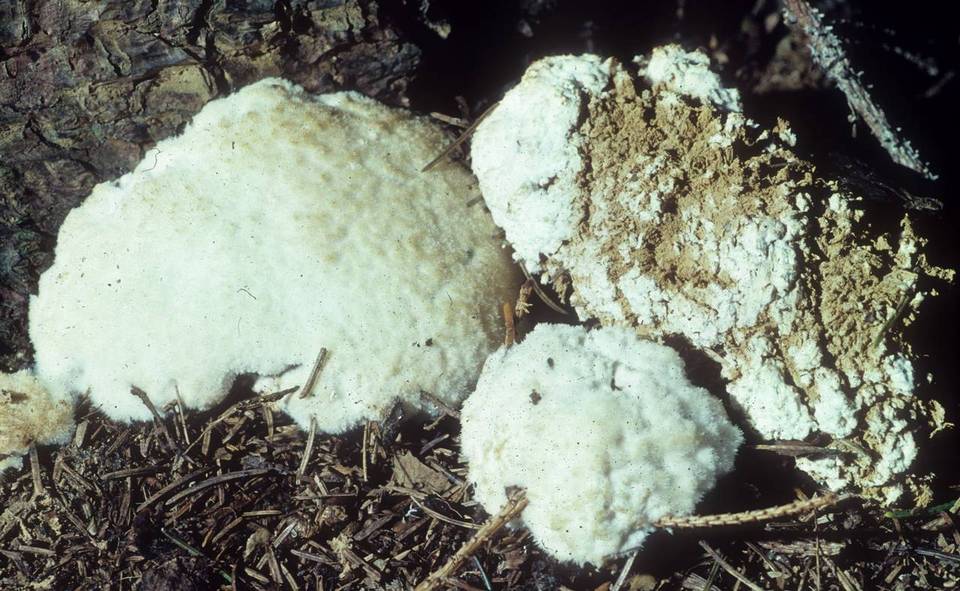 Postia ptychogaster image