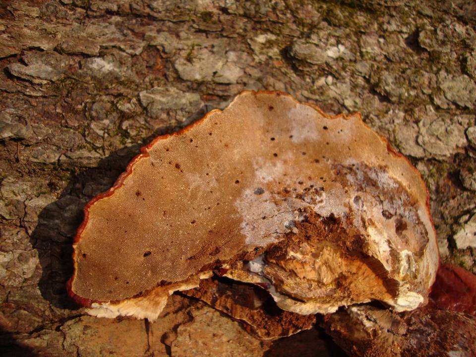Ganoderma resinaceum image
