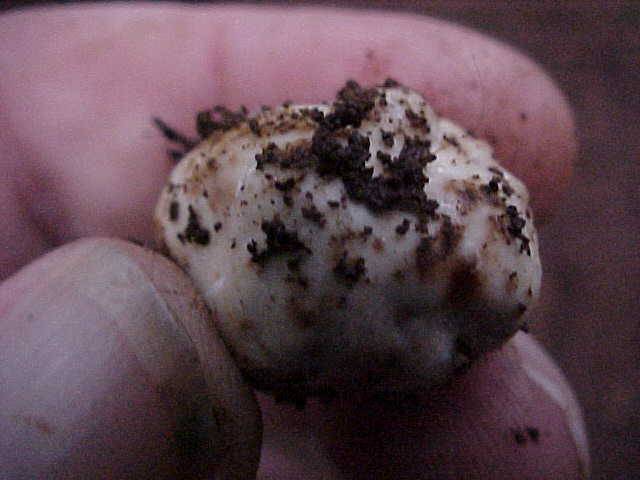 Tuber oregonense image