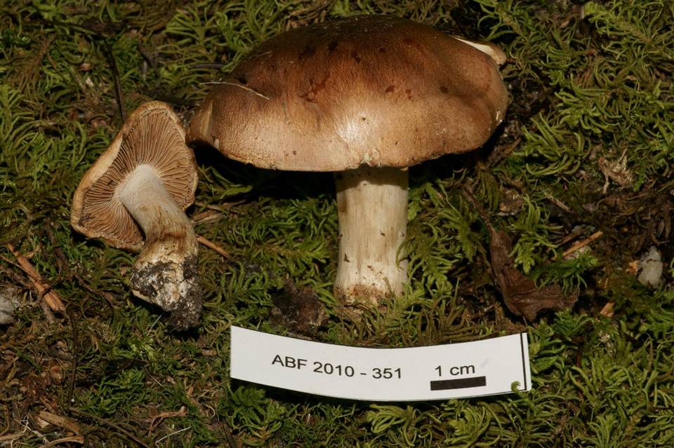 Hebeloma sinapizans image