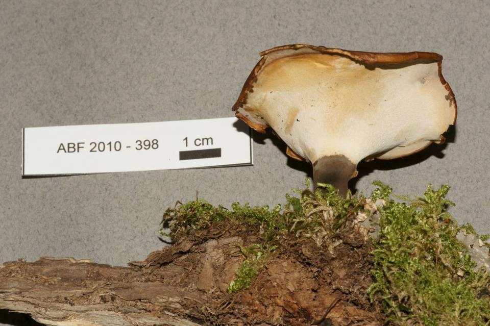 Polyporus tubaeformis image