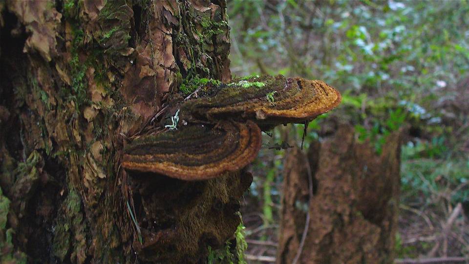 Phellinus gilbertsonii image