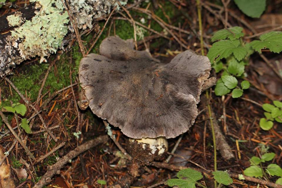 Tricholoma atroviolaceum image