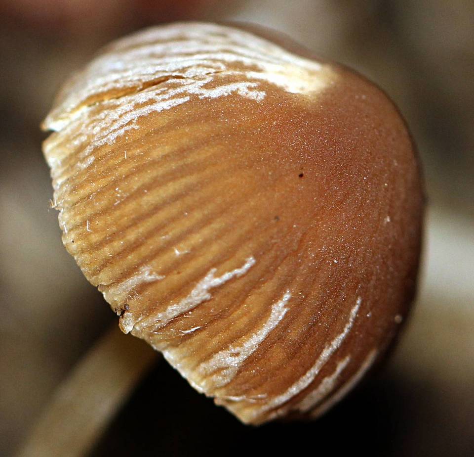 Psathyrella stercoraria image