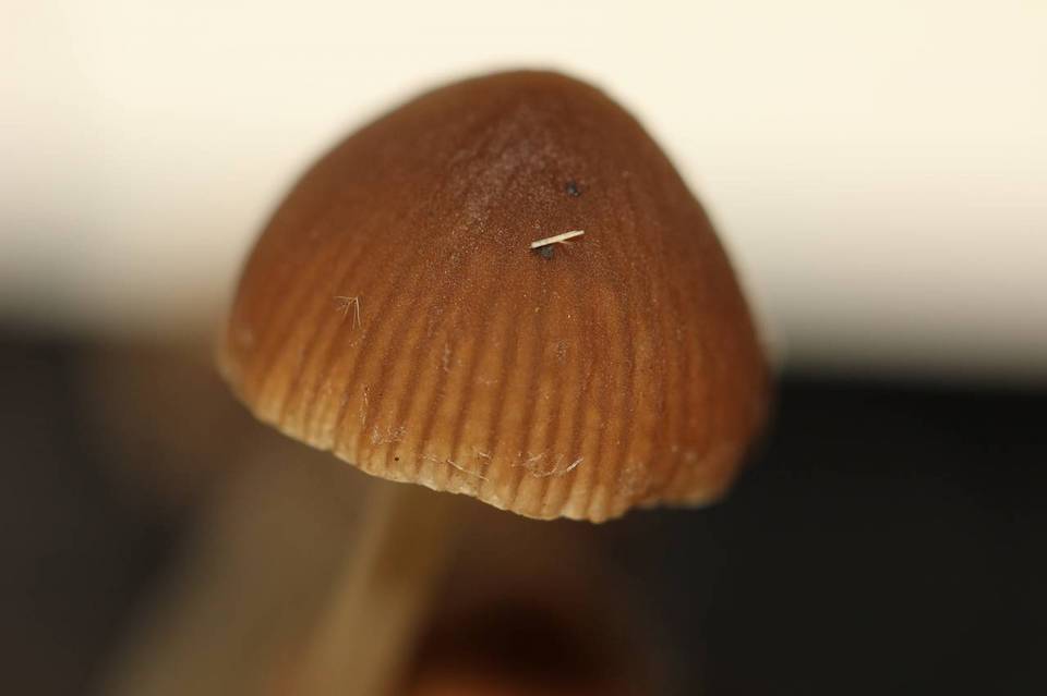 Psathyrella stercoraria image