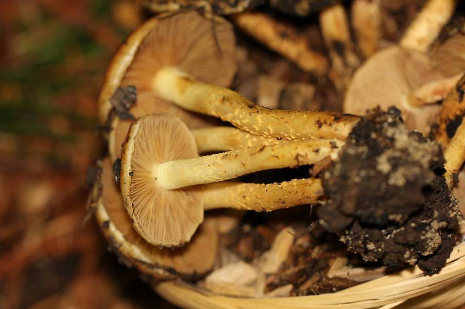 Pholiota lubrica image