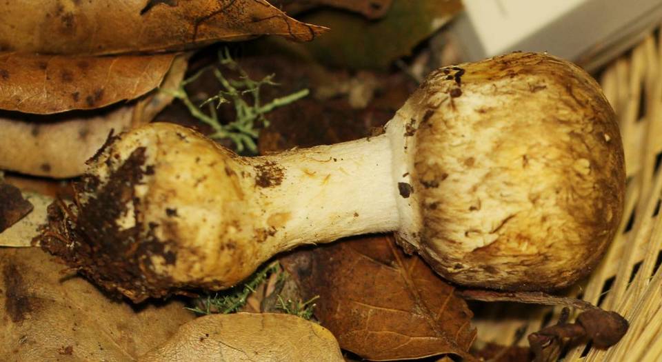 Agaricus perobscurus image