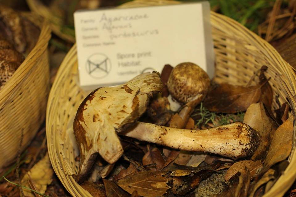 Agaricus perobscurus image