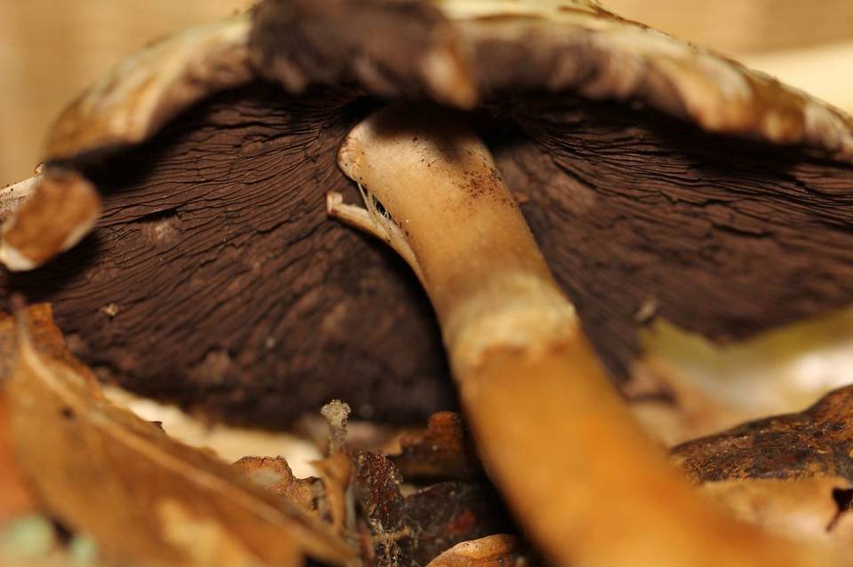 Agaricus perobscurus image