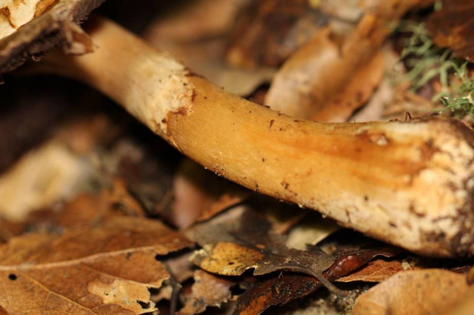 Agaricus perobscurus image