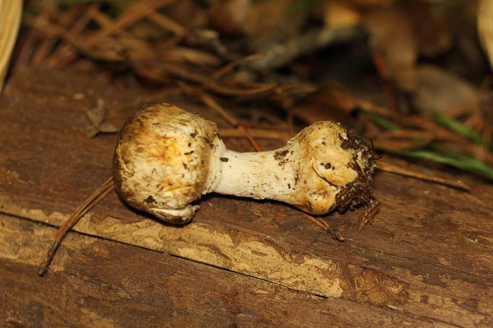 Agaricus perobscurus image