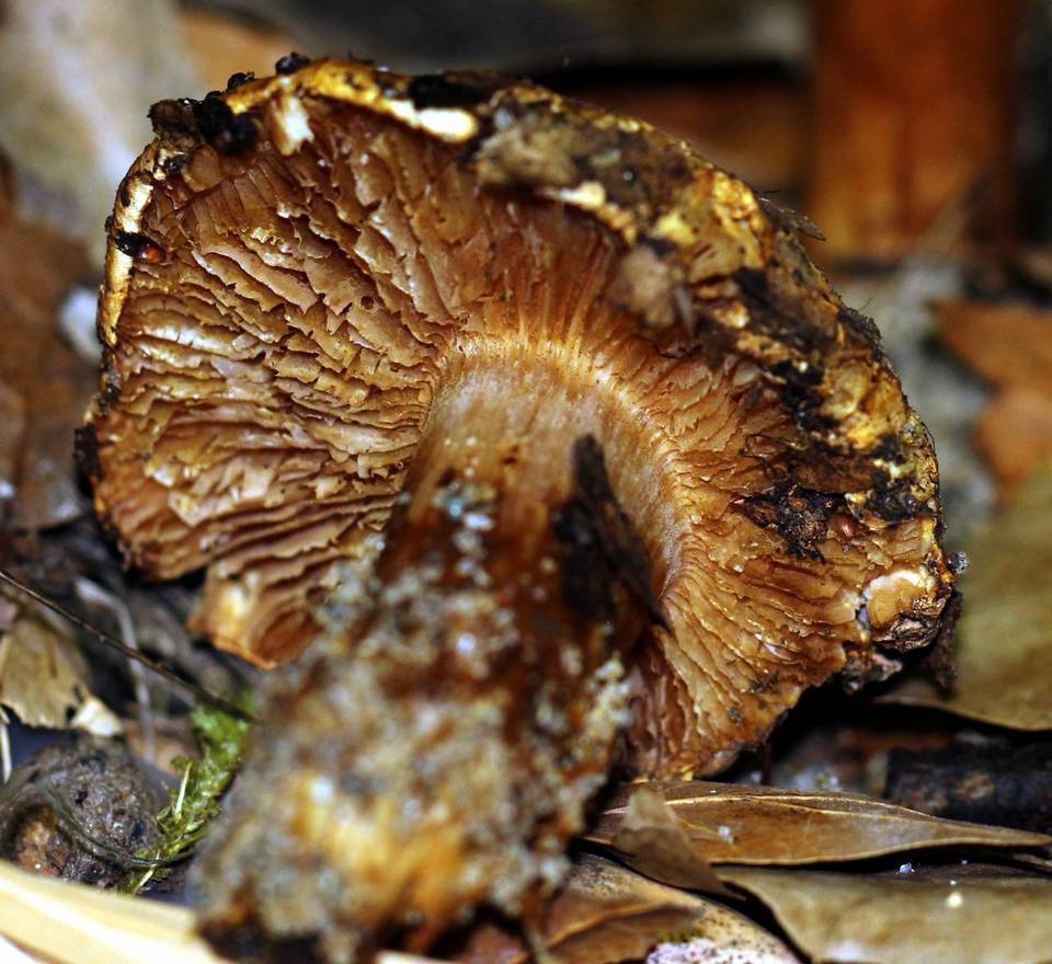 Cortinarius fulmineus image