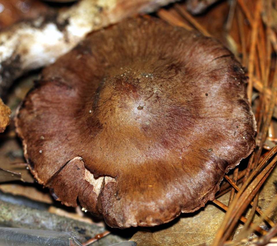 Cortinarius pinetorum image